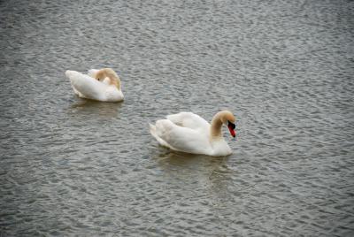 Прикрепленное изображение: DSC_0006pr.jpg